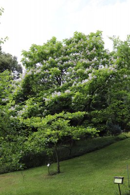 Catalpa bignoides - katalpa trubačovitá - celek v květu